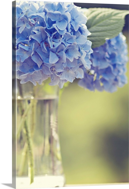 Blue hydrangea flowers soft, ethereal, offset in glass vase, delicate