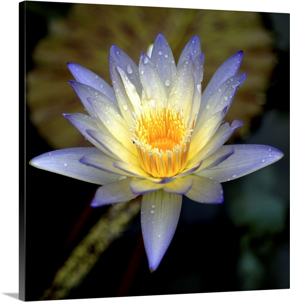 Blue lotus