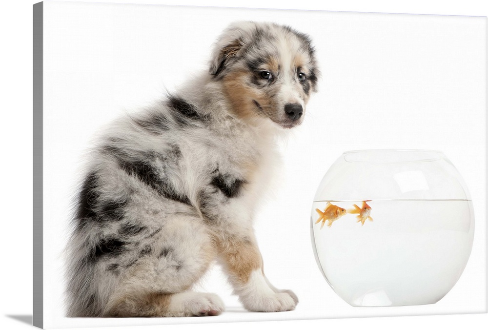 Blue Merle Australian Shepherd puppy looking at camera and sitting in front of Goldfish swimming in fish bowl - Carassius ...