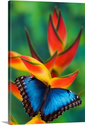 Blue Morpho On A Heliconia Flower
