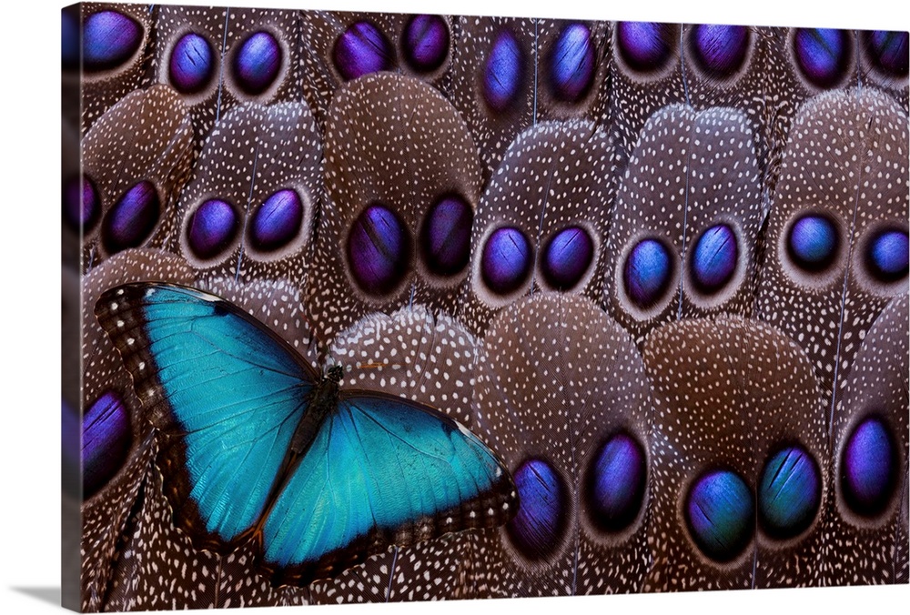 Blue Morpho resting on tail feather design of the Grey's Peacock Pheasant, photography Sammamish, WA