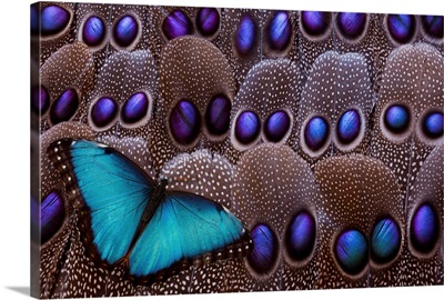 Blue Morpho Resting On Tail Feather Design Of The Grey's Peacock Pheasant