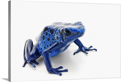 Blue Poison Dart Frog (Dendrobates Tinctorius)