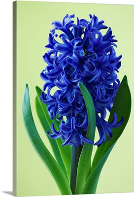 Blue Star Hyacinth