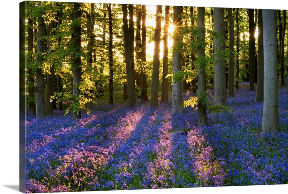 Bluebell Wood At Coton Manor