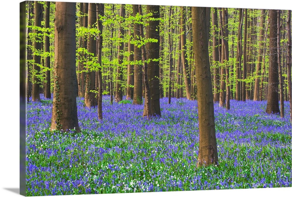 Bluebells Blooming In Beech Forest