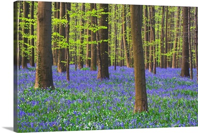 Bluebells Blooming In Beech Forest