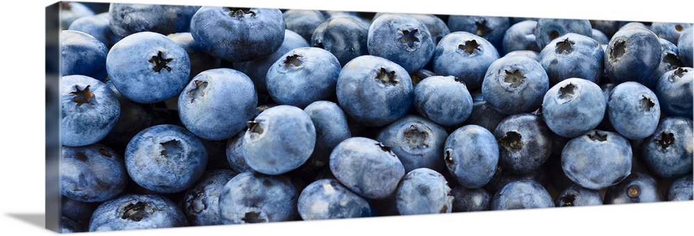 Big panoramic up close view of blueberries on canvas.