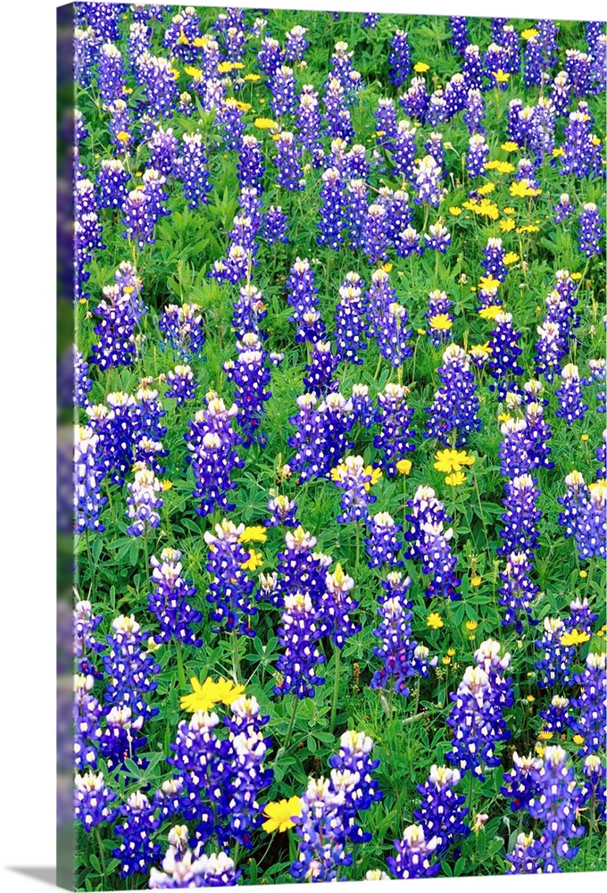 Bluebonnets And Flax