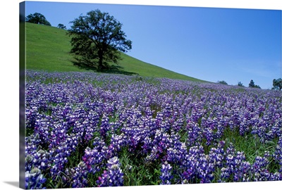 Bluebonnets, California
