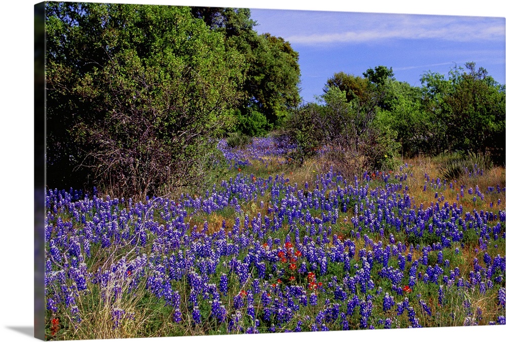 Bluebonnets are the Texas state flower and bloom in the Texas Hill Country in the spring.