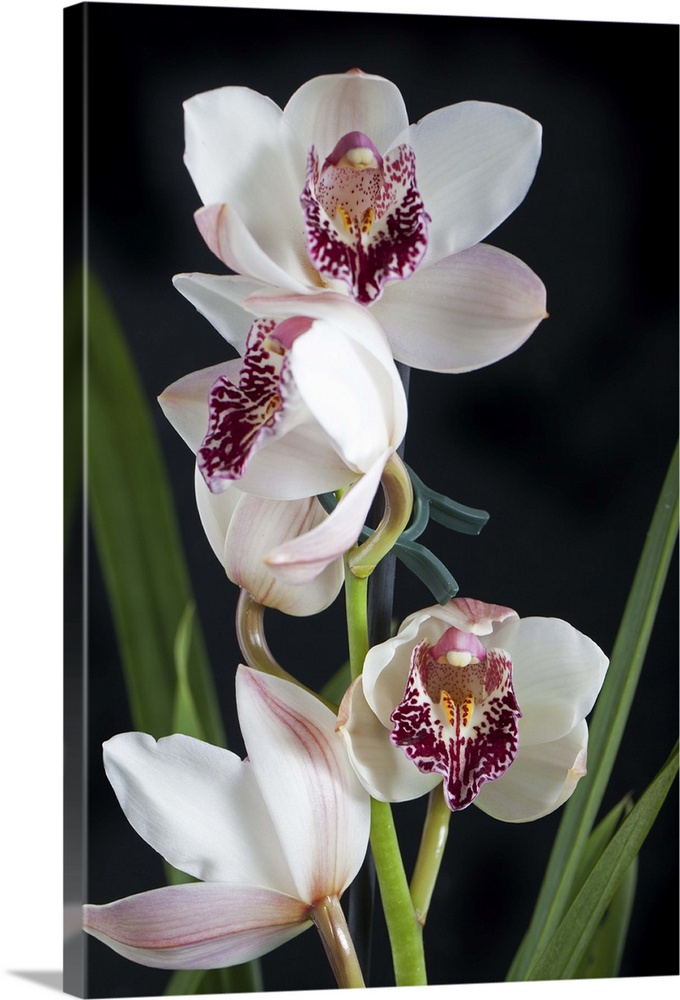 Cream color cymbidium orchids on dark background