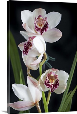 Boat Orchids