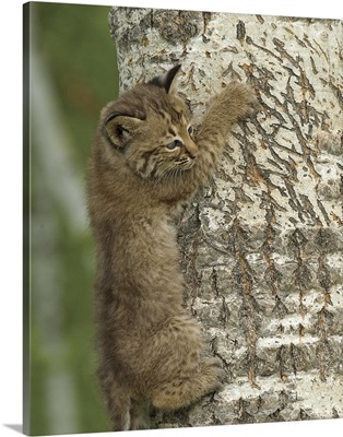 Bobcat kitten climbing a tree