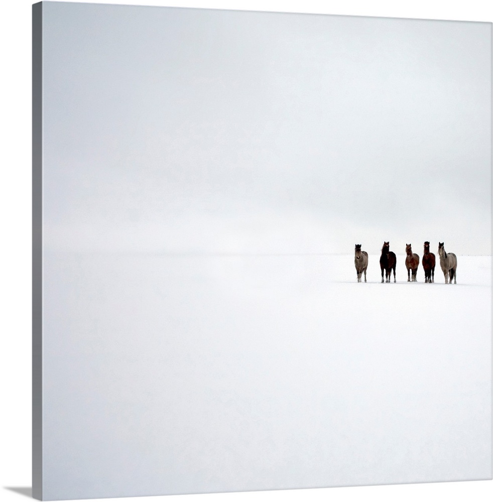 This oversize square piece shows five ponies standing to the right side of the picture on a white surface with a white bac...