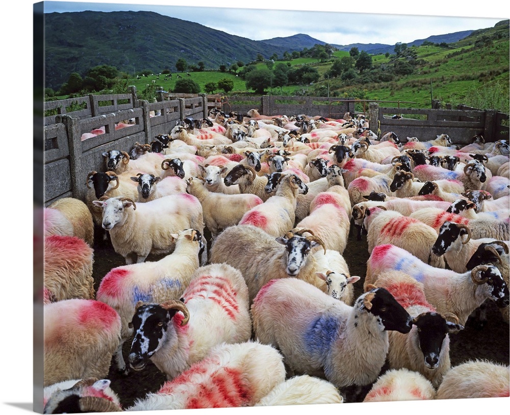 Bonane, County Kerry, Ireland, Sheep