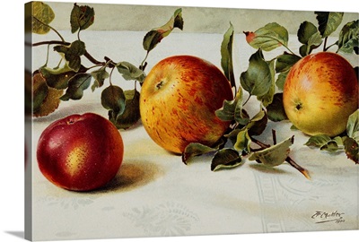 Book Illustration Of Apples