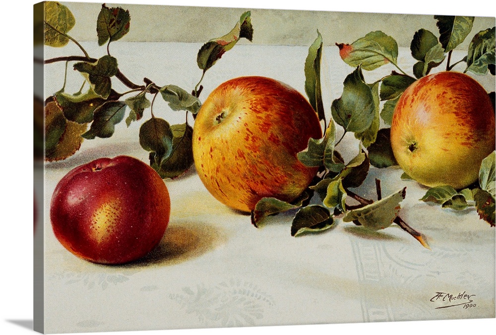 1900 --- Book Illustration of Apples by Fairfax Muckler --- Image by .. Bettmann/CORBIS