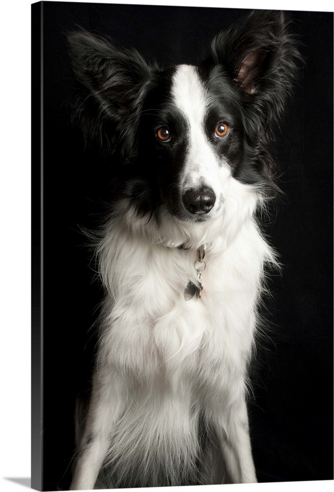 An inquisitive Border Collie posing for the camera.