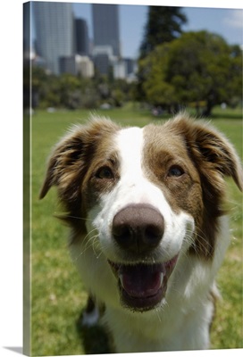 Border collie in park, close up