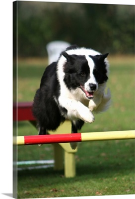 Border Collie jumping over a hurdle