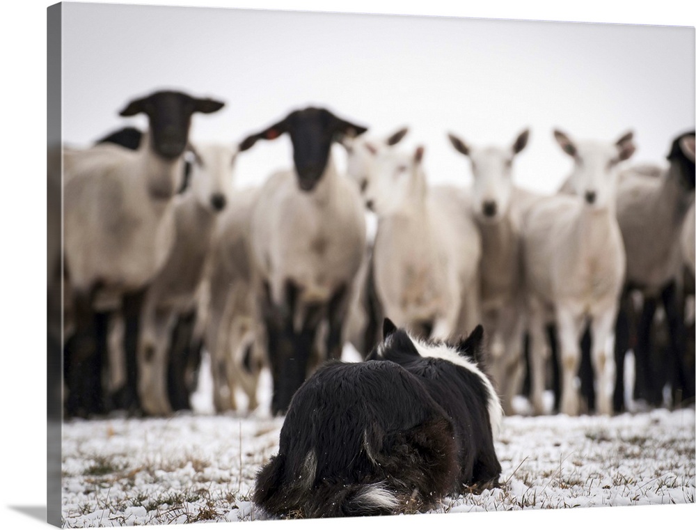 Working Border Collie, holding the flock