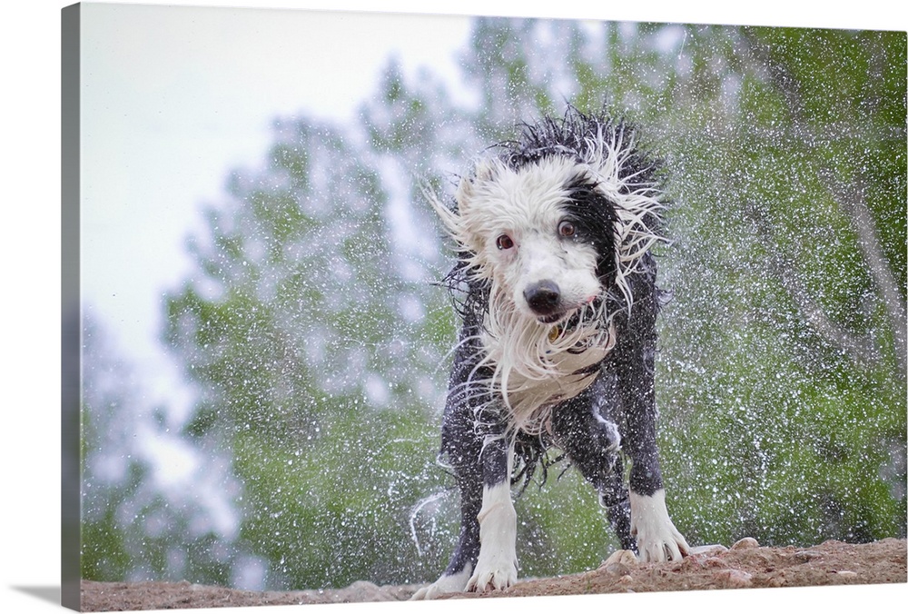 Border Collie spreading water.
