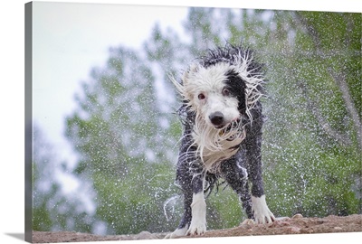 Border Collie spreading water