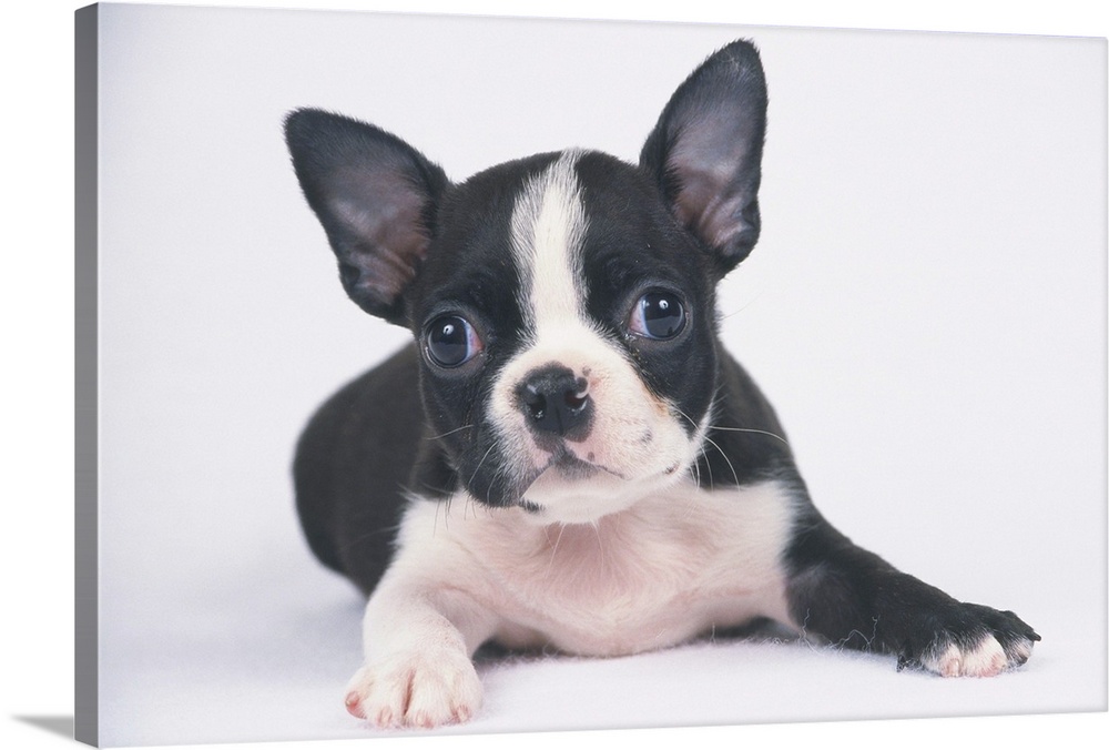 The Boston Terrier is a breed of dog originating in the United State of America.