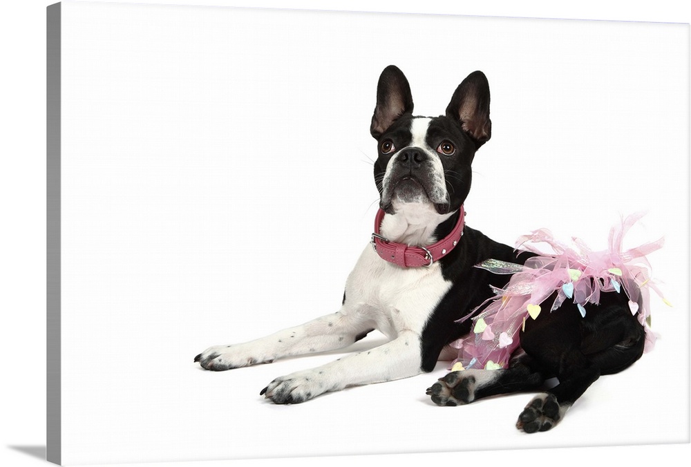 Studio portrait of a Froston (Frenchie x Boston)mixed breed dog lying dog and wearing a pink tutu.