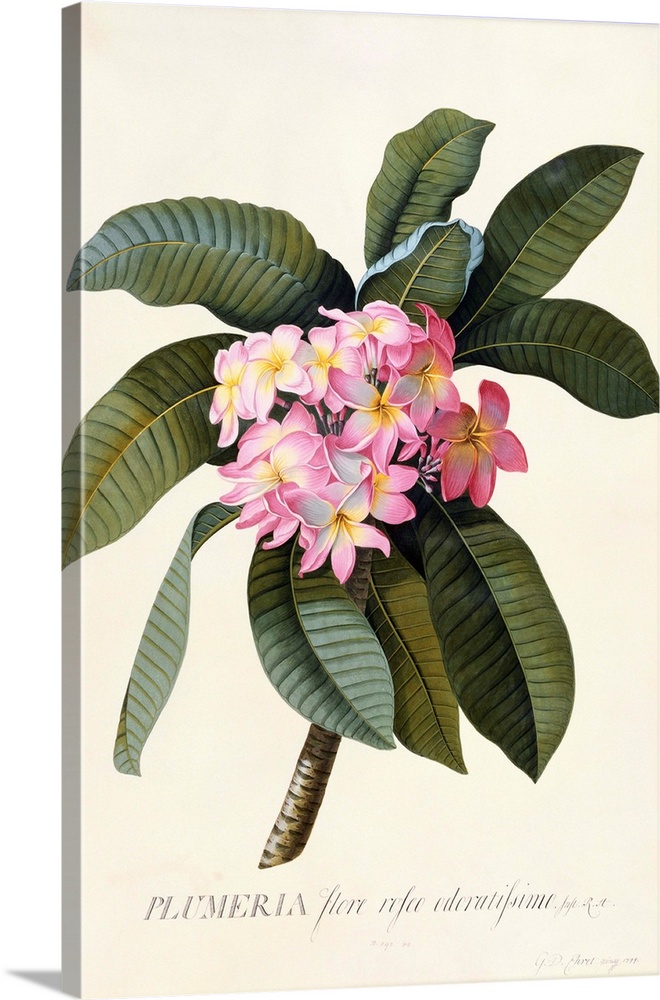 Botanical Print Of Frangipani By Johann Wilhelm Weinmann