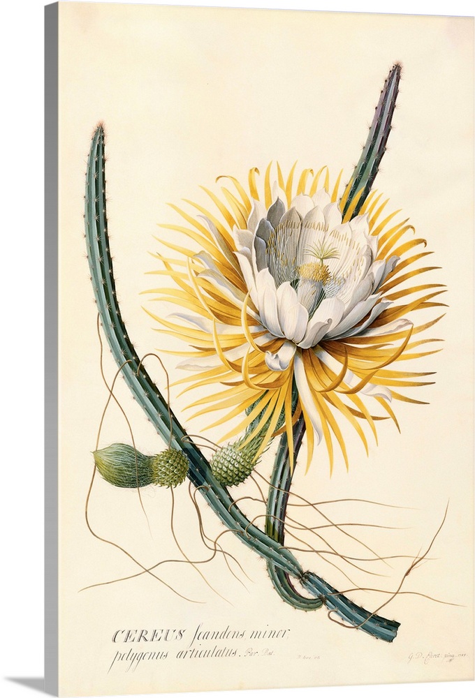 Botanical Print Of Queen Of The Night By Johann Wilhelm Weinmann