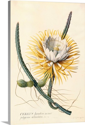 Botanical Print Of Queen Of The Night By Johann Wilhelm Weinmann