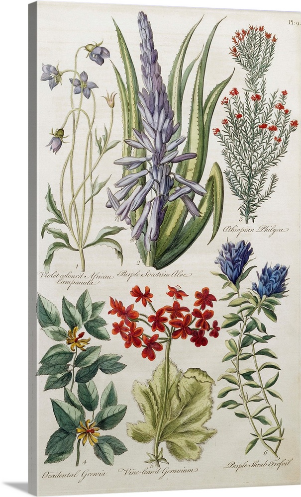 Botanical Print Of Various Flowers By J. Hill