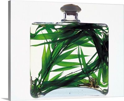 Bottle containing grass and liquid