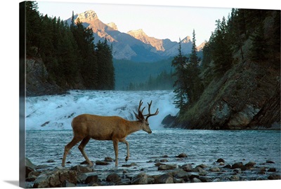 Bow Falls and Mule deer, Banff, Canada