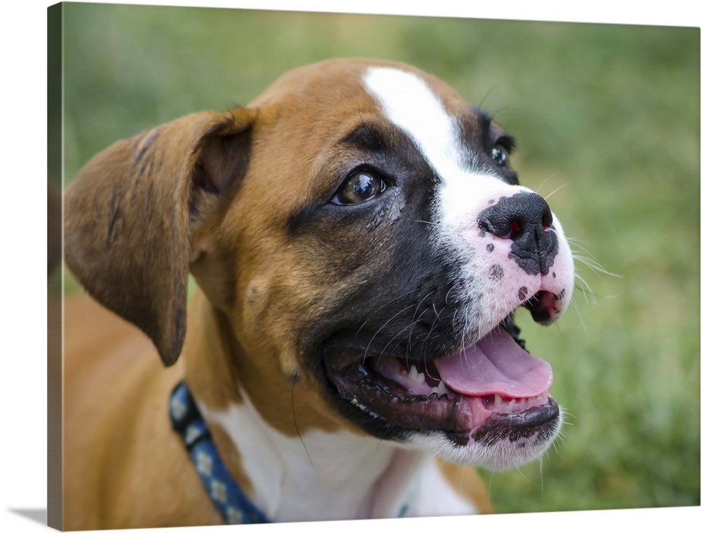 Boxer dog Wall Art, Canvas Prints, Framed Prints, Wall Peels | Great