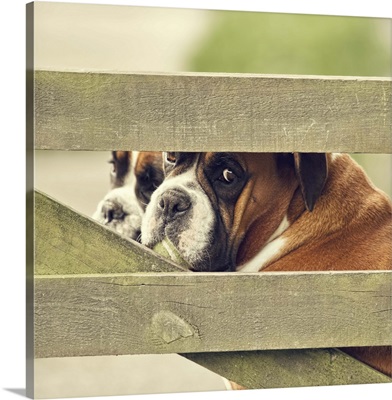 Boxer dog at gate with ball in its mouth