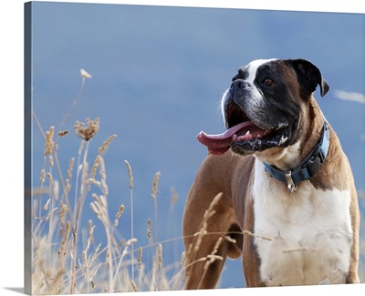Boxer dog standing in the high grass of Leon Province, Spance