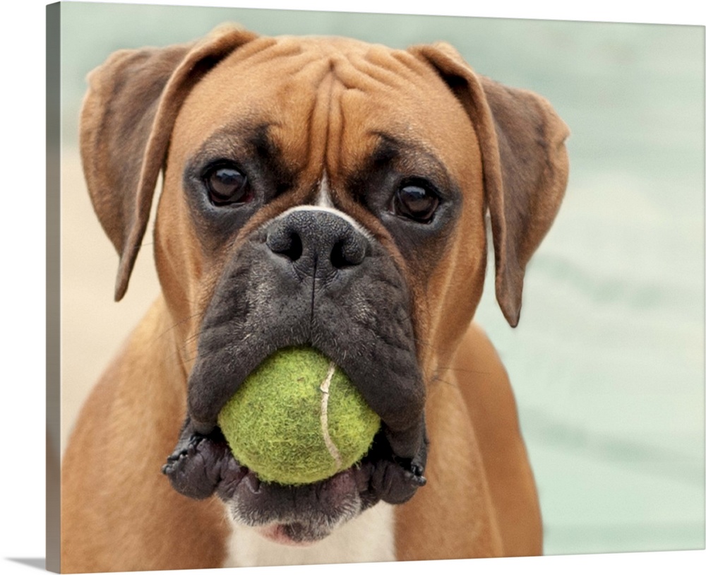 Boxer dog holding tennis ball in mouth.