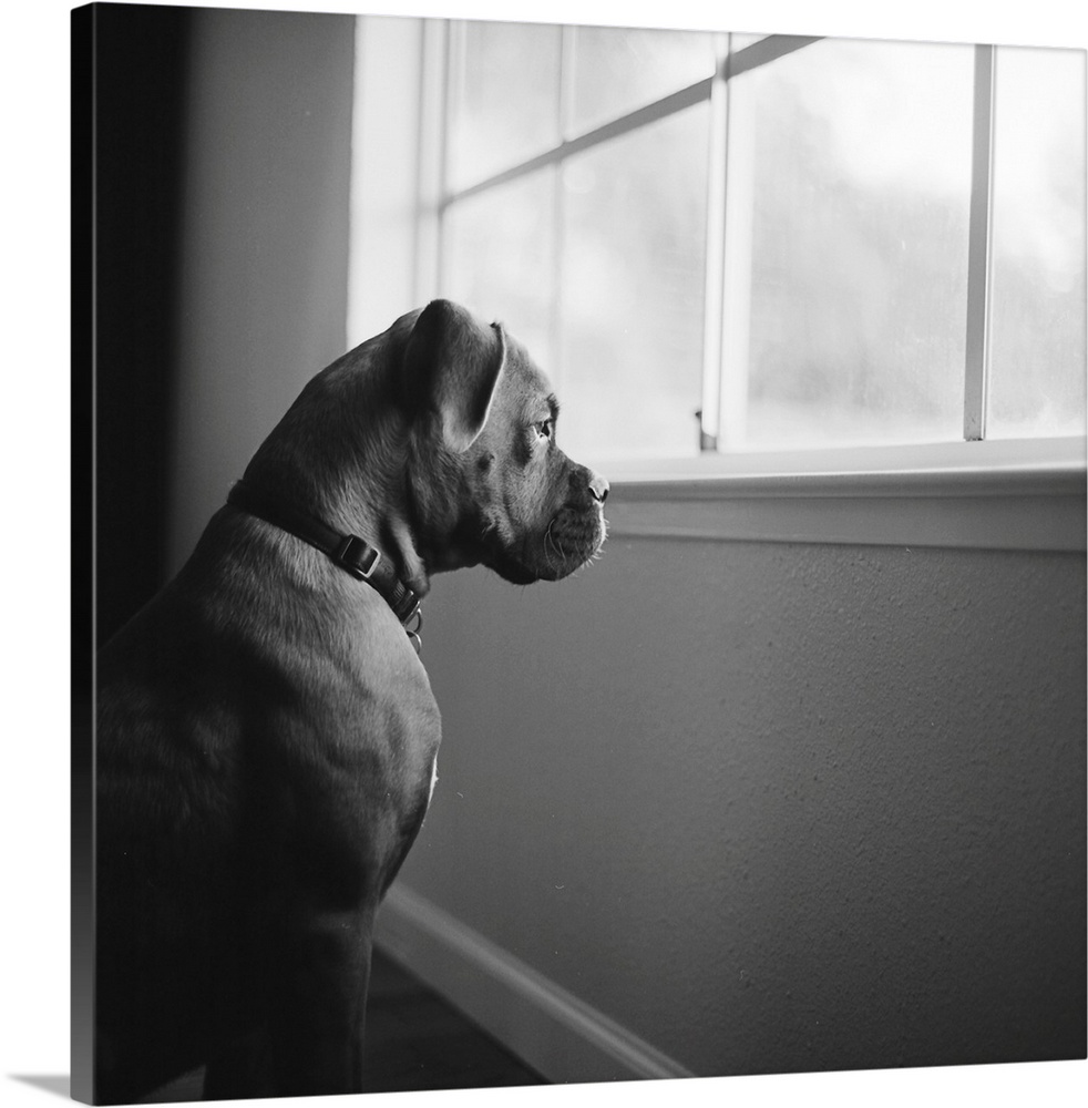 Boxer puppy staring out window.