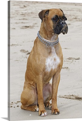 Boxer sitting at the beach