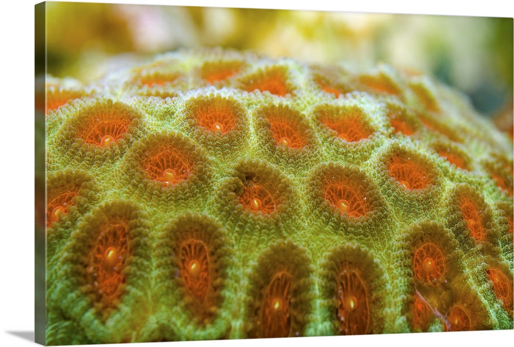 Brain coral (Favia pallida)