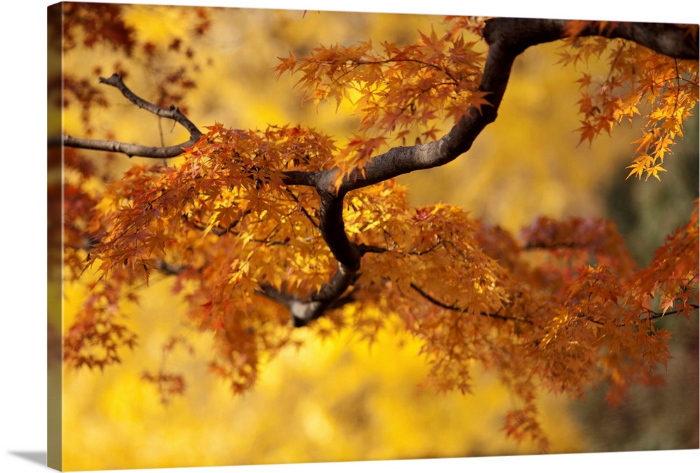 Branch of Japanese maple with orange and yellow leaves in autumn, Japan.
