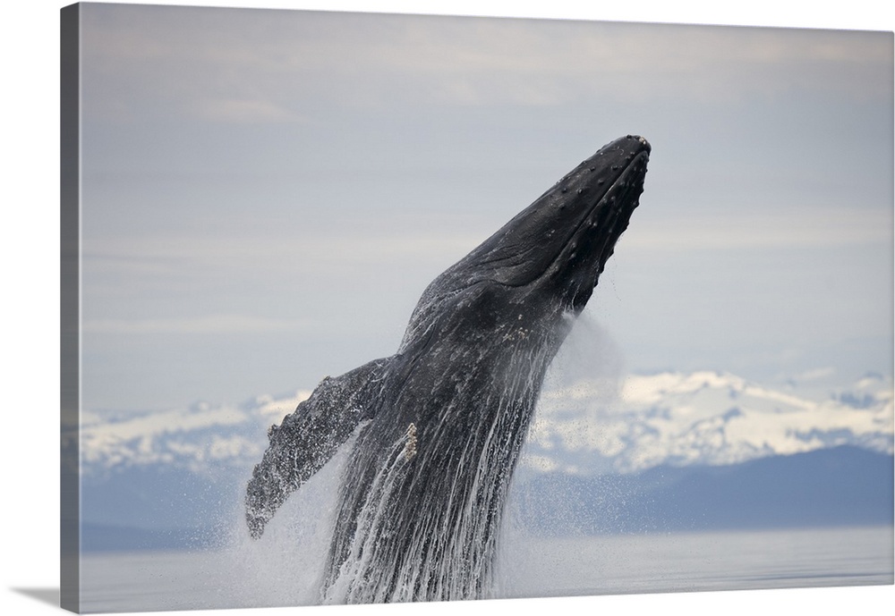 USA, Alaska, Tongass National Forest, Humpback Whale (Megaptera novaengliae) breaching in Frederick Sound