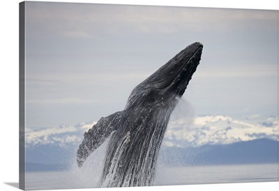 Breaching Humpback Whale, Alaska