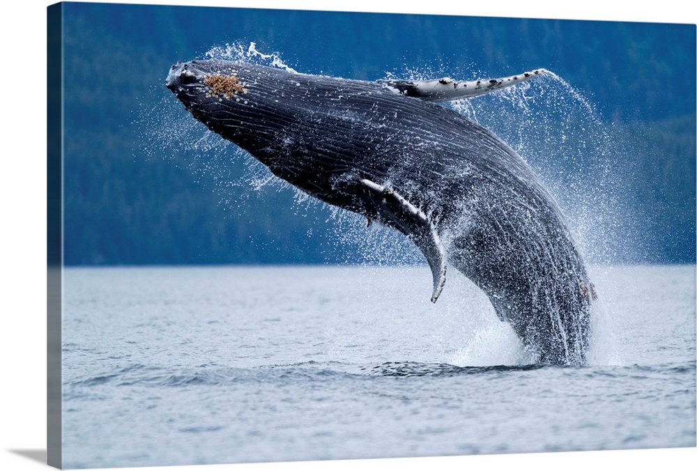 USA, Alaska, Tongass National Forest, Young Humpback Whale Calf (Megaptera novaengliae) breaching in Frederick Sound on su...