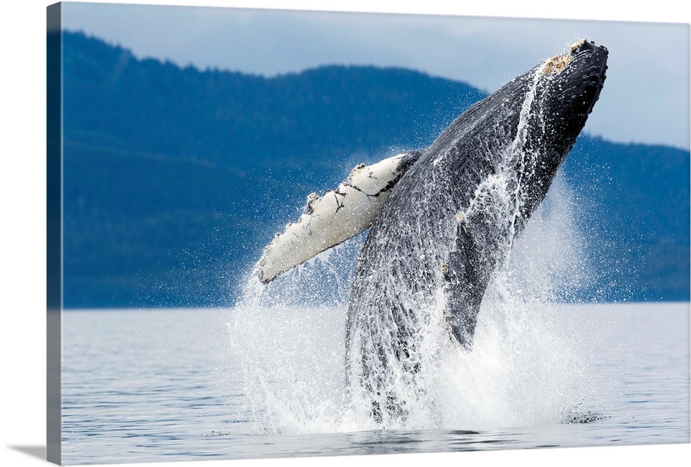 USA, Alaska, Tongass National Forest, Humpback Whale (Megaptera novaengliae) breaching near Admiralty Island on summer day