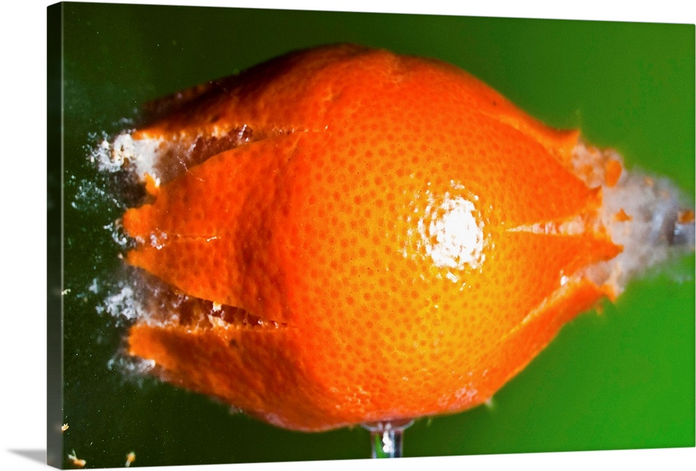 A small tangerine braking into pieces after a pellet impact.