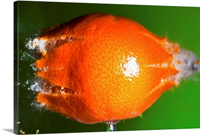 Breaking Tangerine